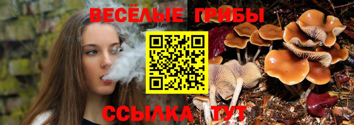 Галлюциногенные грибы GOLDEN TEACHER  Вход с VPN  Шатура  купить  цена  Галлюциногенные грибы мицелий 